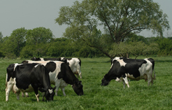cows in field